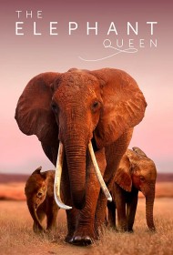  Королева слонов  смотреть онлайн бесплатно в хорошем качестве