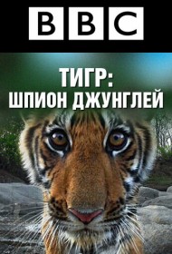  BBC: Тигр — Шпион джунглей  смотреть онлайн бесплатно в хорошем качестве