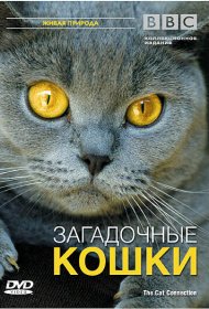 BBC: Загадочные кошки фильм смотреть онлайн бесплатно в хорошем качестве BBC: Загадочные кошки