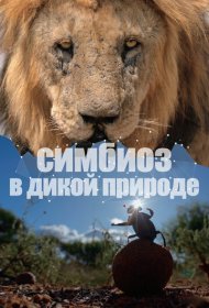 Симбиоз в дикой природе сериал смотреть онлайн бесплатно в хорошем качестве Симбиоз в дикой природе